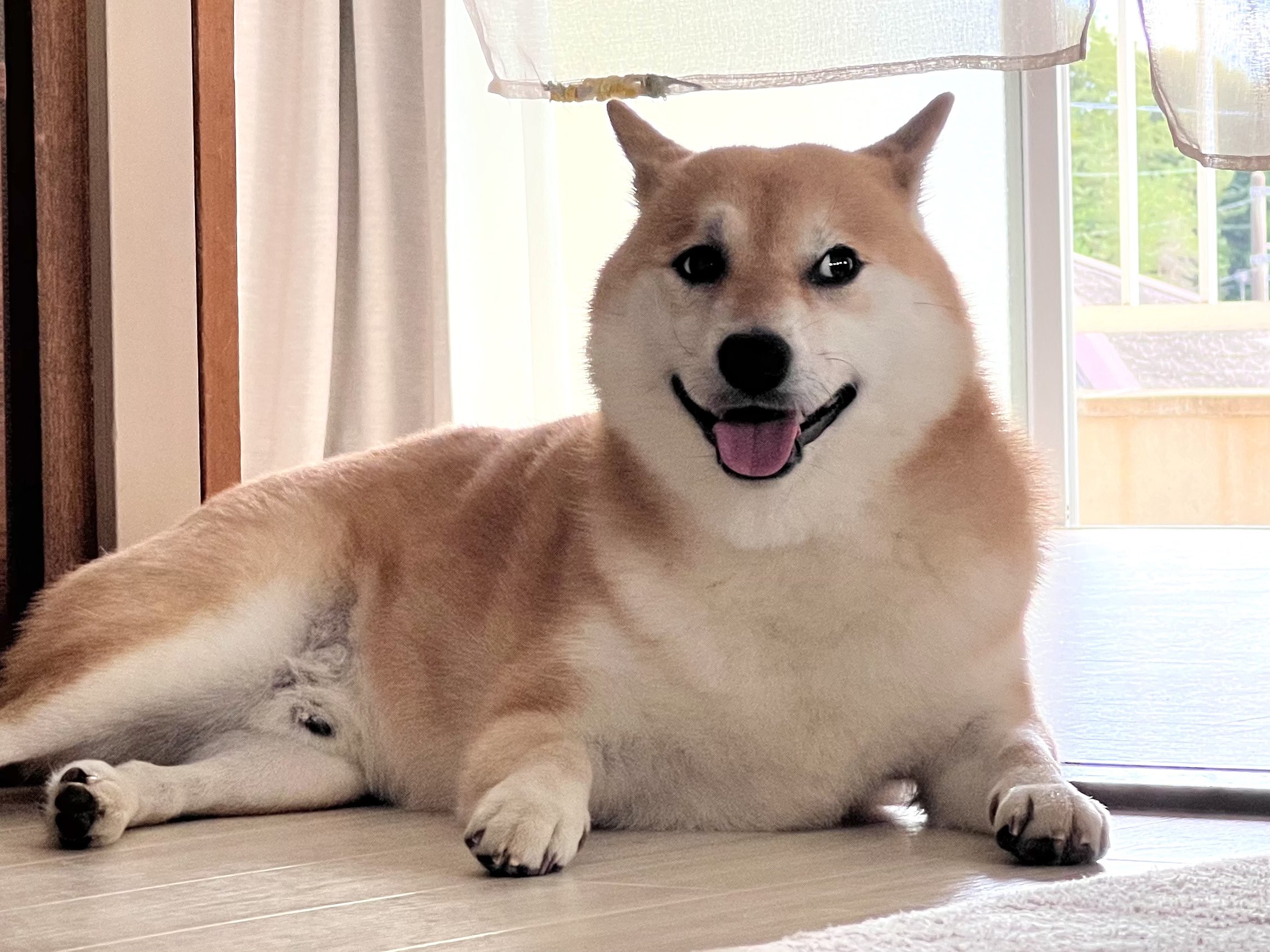 柴犬ふう太 on X: 