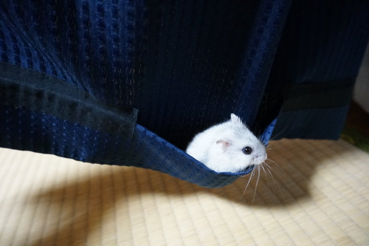 ハムを見失い、必死に探したらこれ。