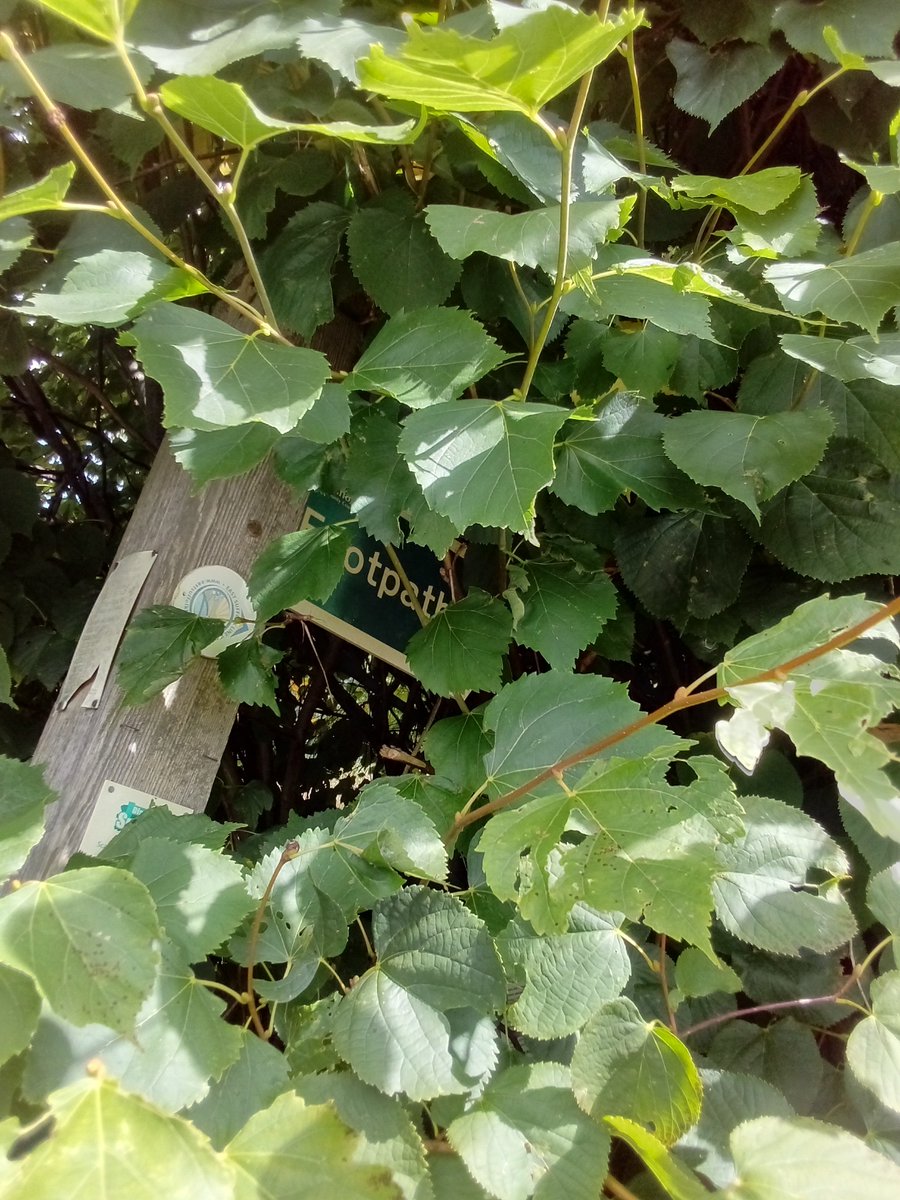 It's somewhere around here #fingerpostfriday