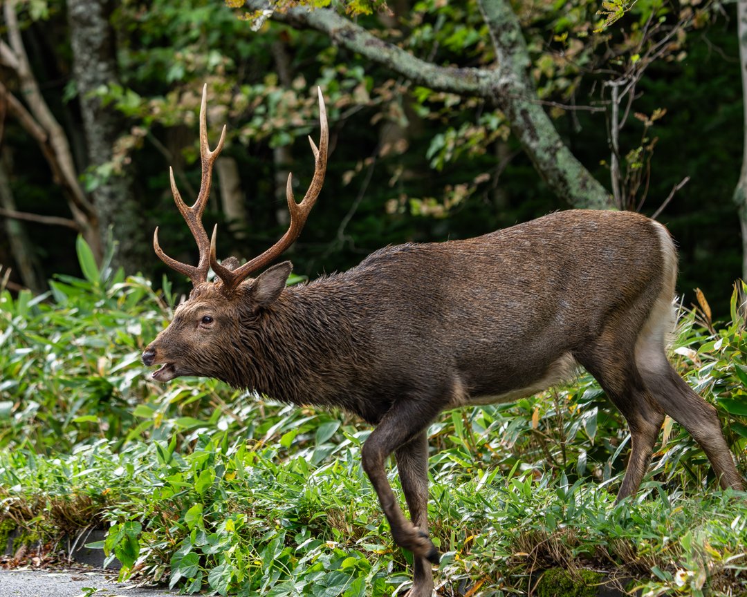 エゾシカの角 超大型 鹿の角 エゾシカ［7］