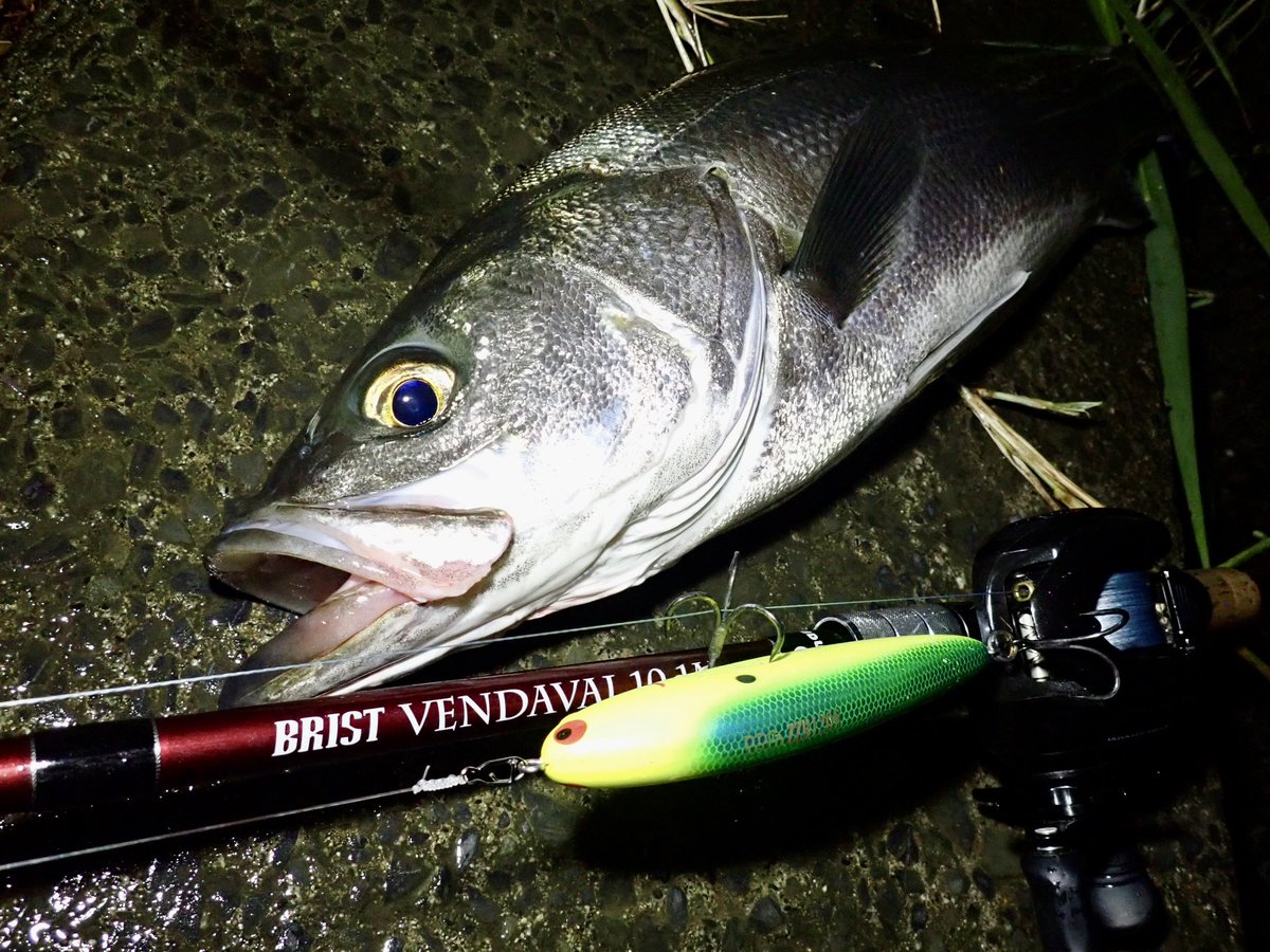【✩ブリ獲れる✩ノマセに最適】シマノ LANDMATE 4-530PTS Fishman (@Fishman_BC) / X