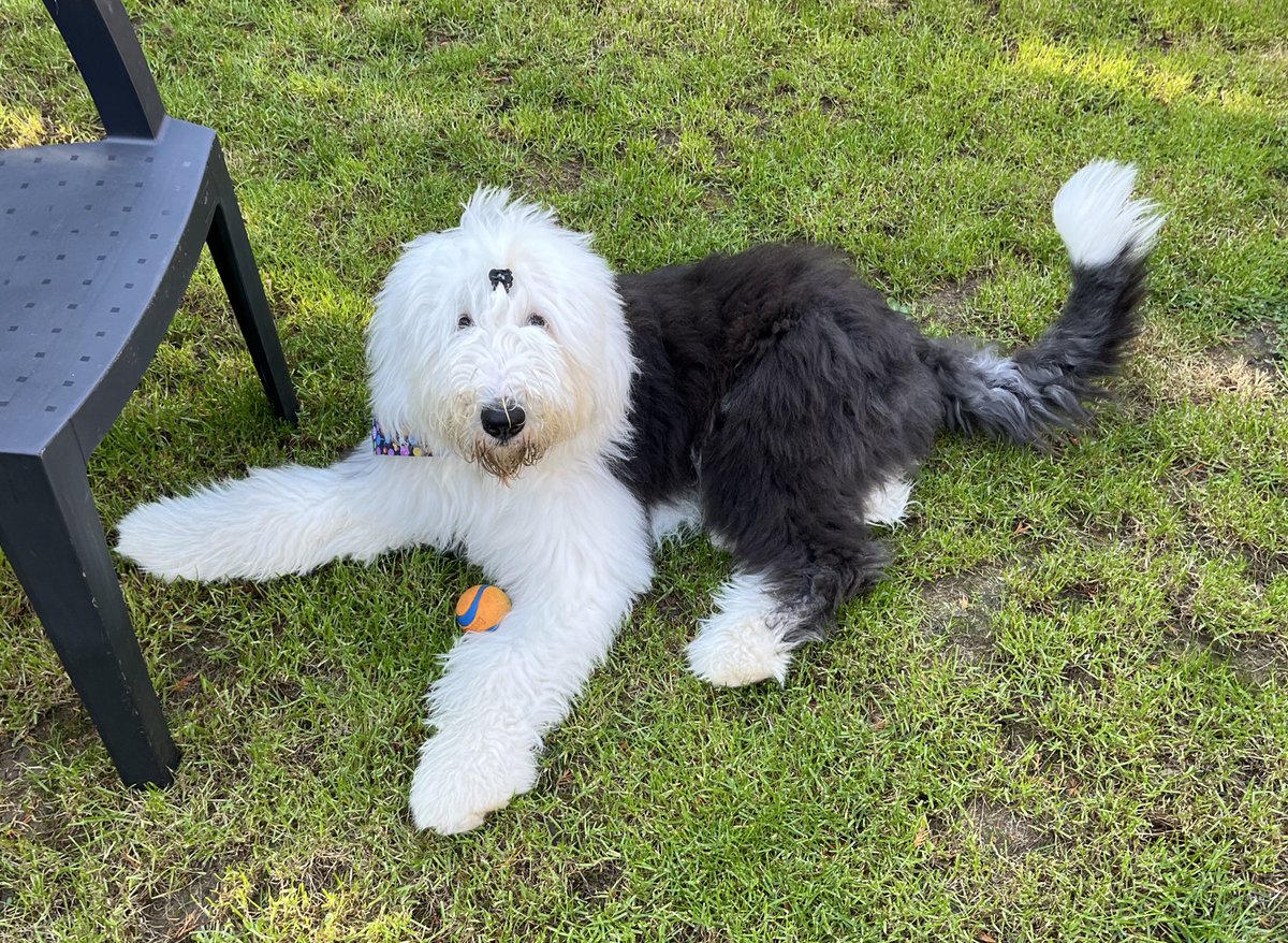 Cool down in the garden after my first ever visit to a dog walking field! I had an absolute blast running around off lead and the hoos said recall training went much better than expected. Of course there were yummy lamb treats involved. We’ll be back soon. 🐶🍪🐾 #FridayFeeling