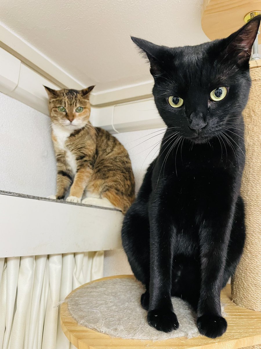 黒猫 2 sio on X: 