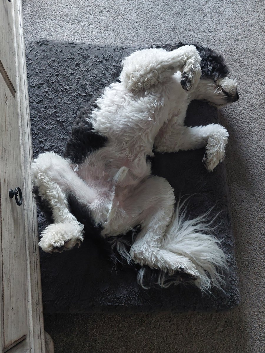 creek_moose's tweet photo. It's a classic #FlyingLegsFriday kind of day! π Happy FriYAY, pals! #FridayFeeling #dogsoftwitter #DogsOfX https://t.co/vsA7jh0GKT