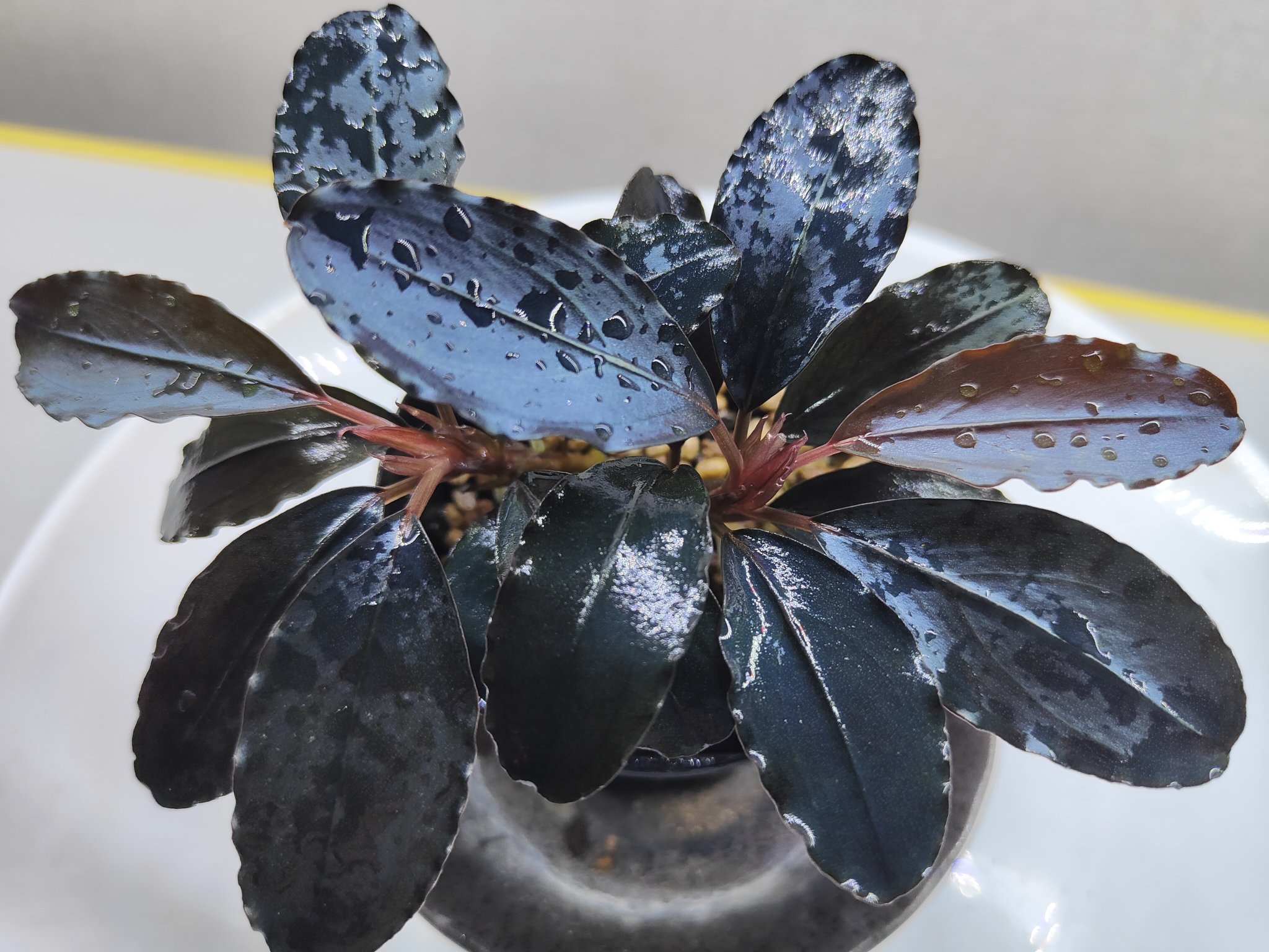 船長 ブセファランドラ15種15株、ボルビ、ピンナティフィダ