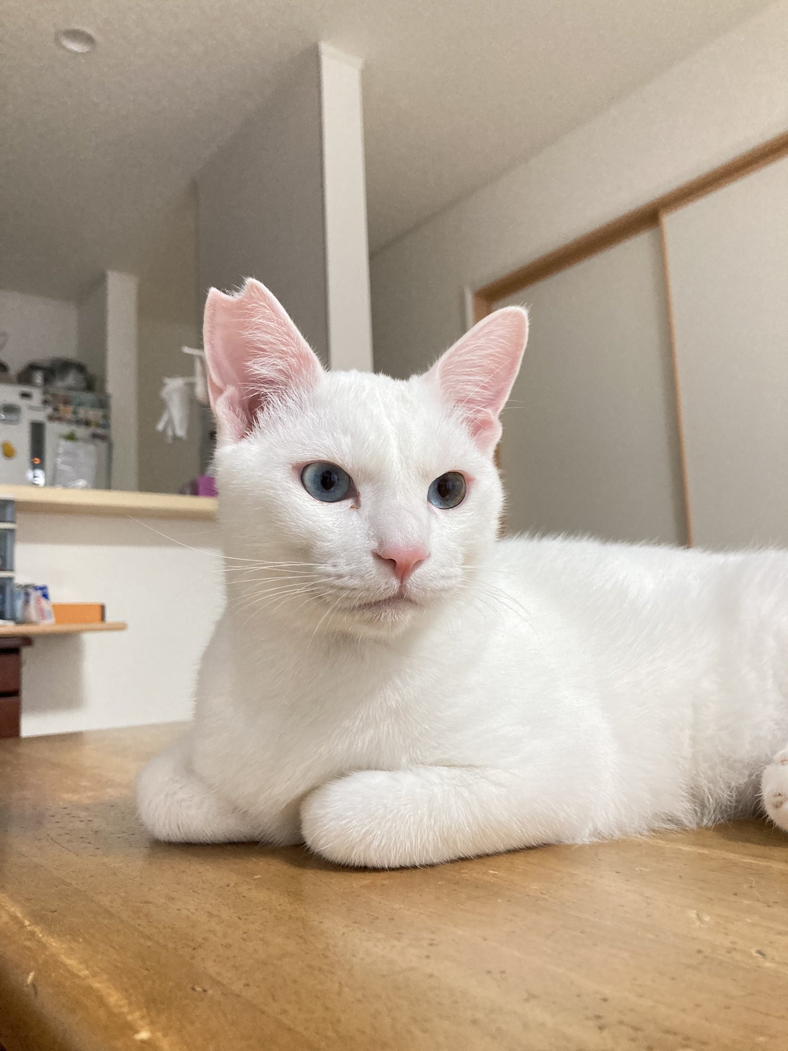こもも子猫 HIROTAKAfeat萌華(HORIZON) on X: 