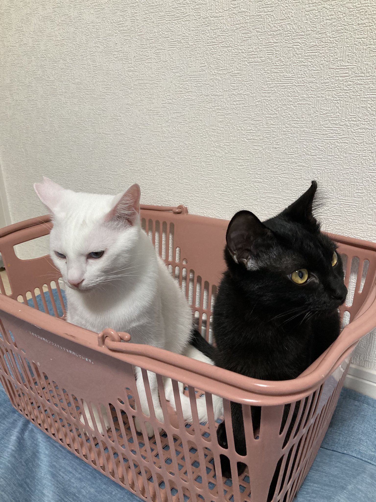 こもも子猫 mqdefault.jpg