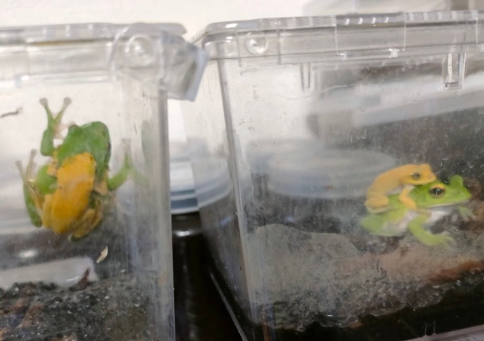 今のところ、
黄色いシュレーゲルアオガエル
色素欠乏症。色変。
黄色いカエル5匹からF2まで上陸しましたが
黄色いカエルは居ません。
まだ黄緑色になる手前の段階の子もいるので観察中ですが
アマガエルブルーみたいに
遺伝しないのかな、、、😓
だいぶ頑張りました💦
残念ですが一応結果報告
です💦