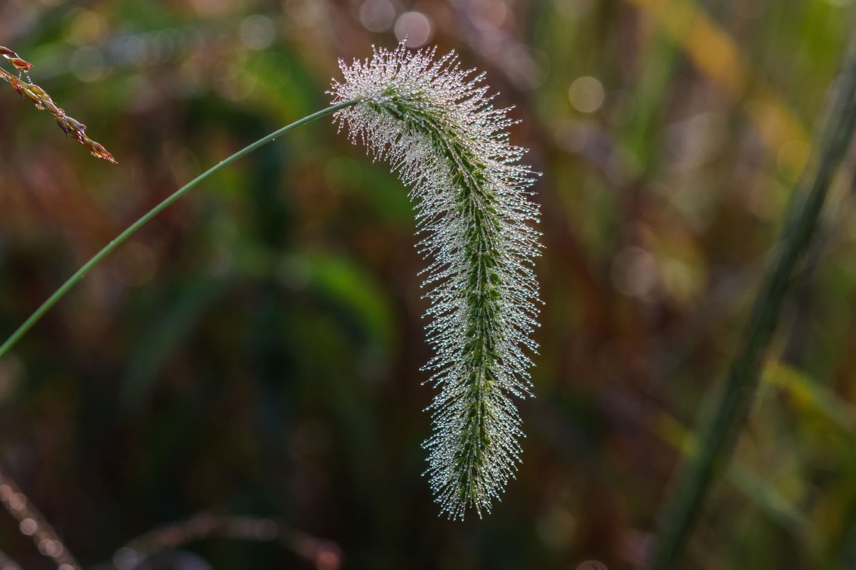 HomesteadNHP's tweet image. Feeling that humidity? 🌧️ 

At Homestead NHP, it&apos;s all about those corn sweats! Check out this foxtail grass showing off its condensation. 

Photo: NPS/Robert Hartwig

#MidwestWeather #Humidity #HomesteadNHP #DewPoint #FoxtailGrass #CornSweats