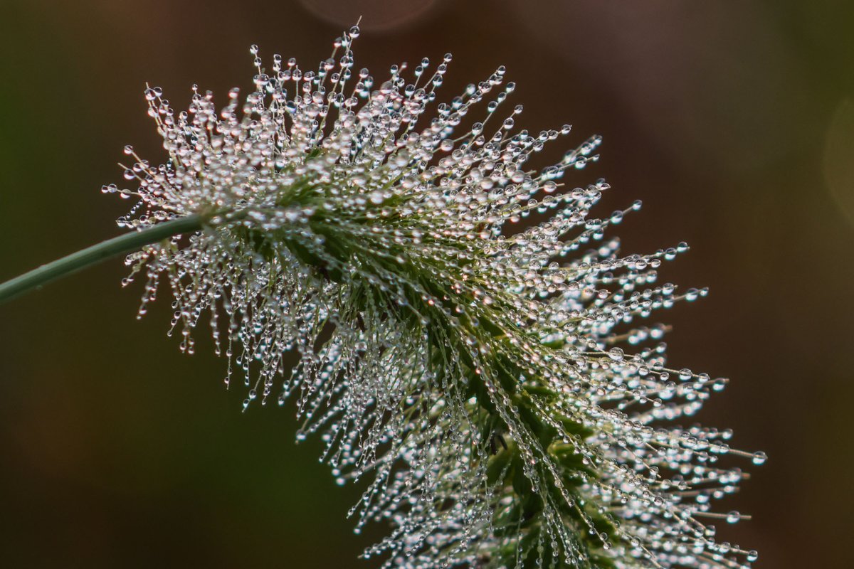 HomesteadNHP's tweet image. Feeling that humidity? 🌧️ 

At Homestead NHP, it&apos;s all about those corn sweats! Check out this foxtail grass showing off its condensation. 

Photo: NPS/Robert Hartwig

#MidwestWeather #Humidity #HomesteadNHP #DewPoint #FoxtailGrass #CornSweats