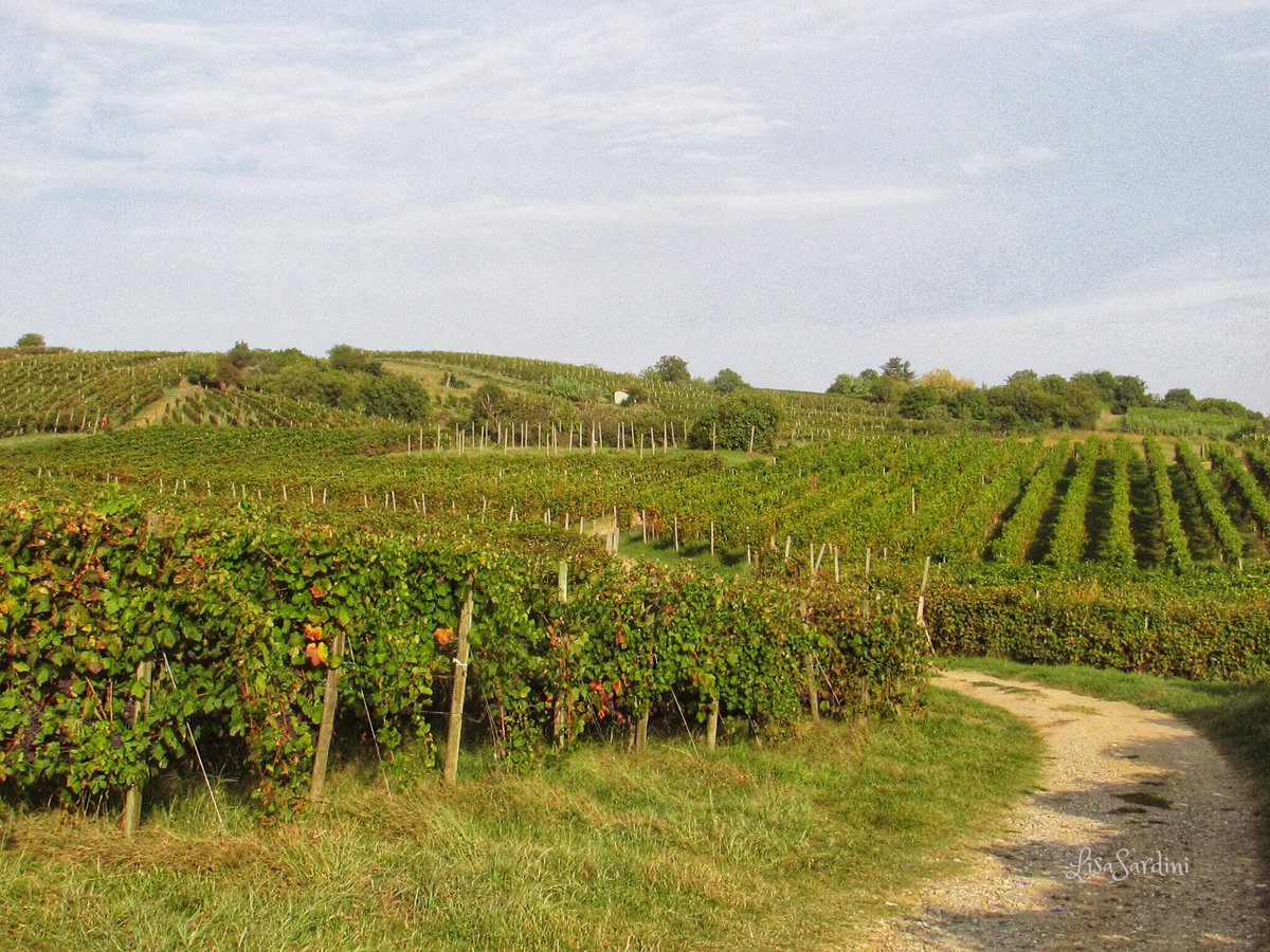 Vineyards