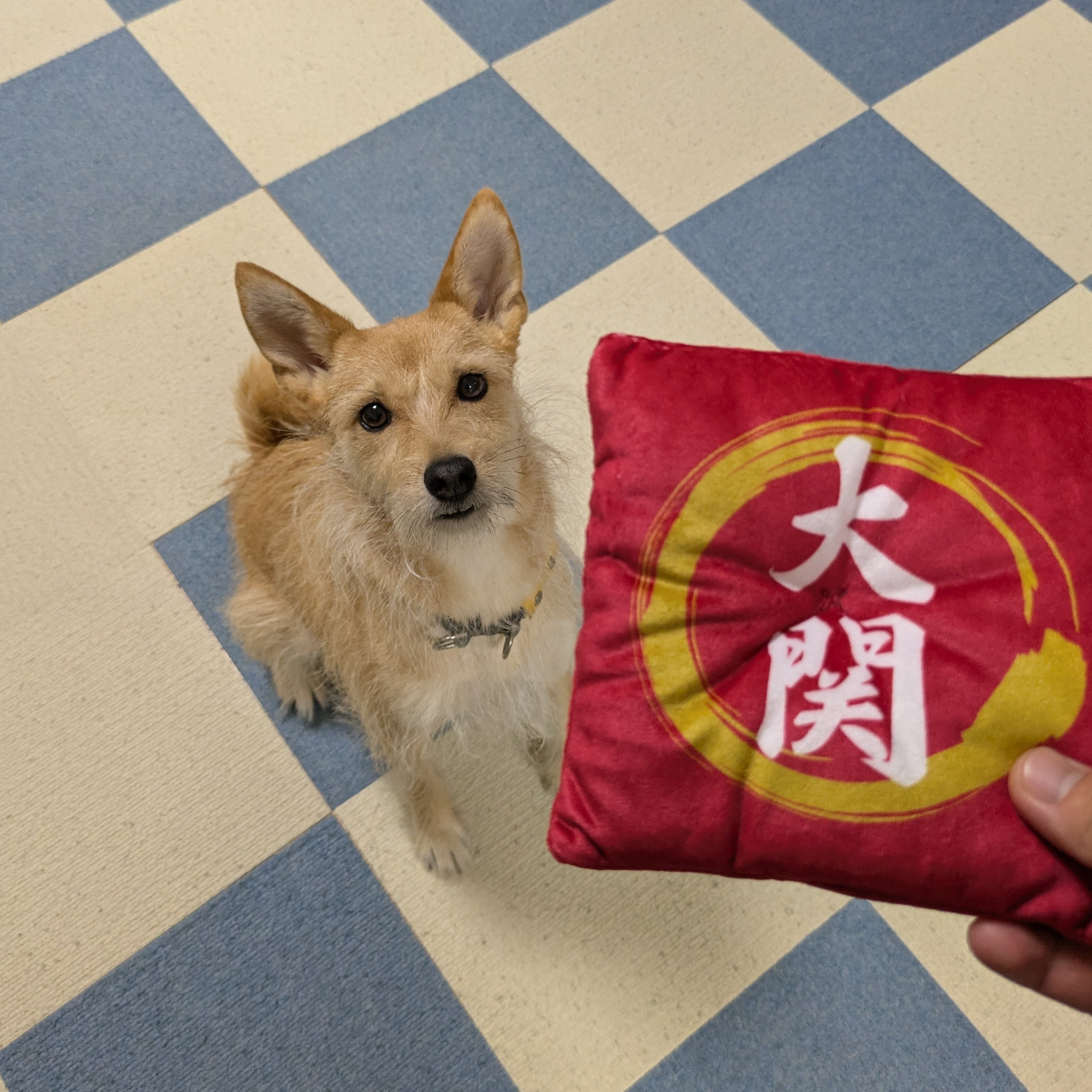 日本犬 犬ちゃん (@dogchan1010) / X