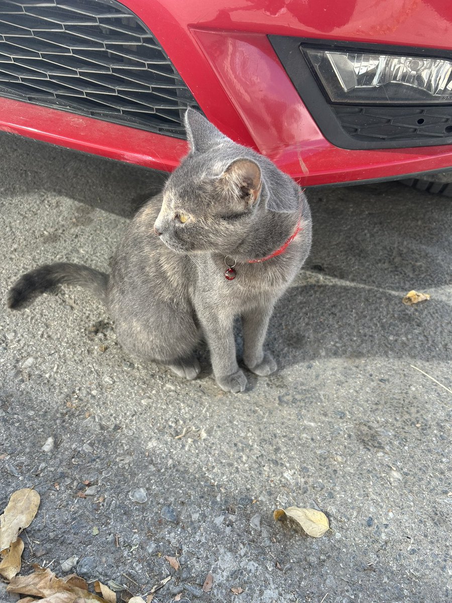 Tasmalı kedi
Kaybı olan var mı?
Bursa Gemlik