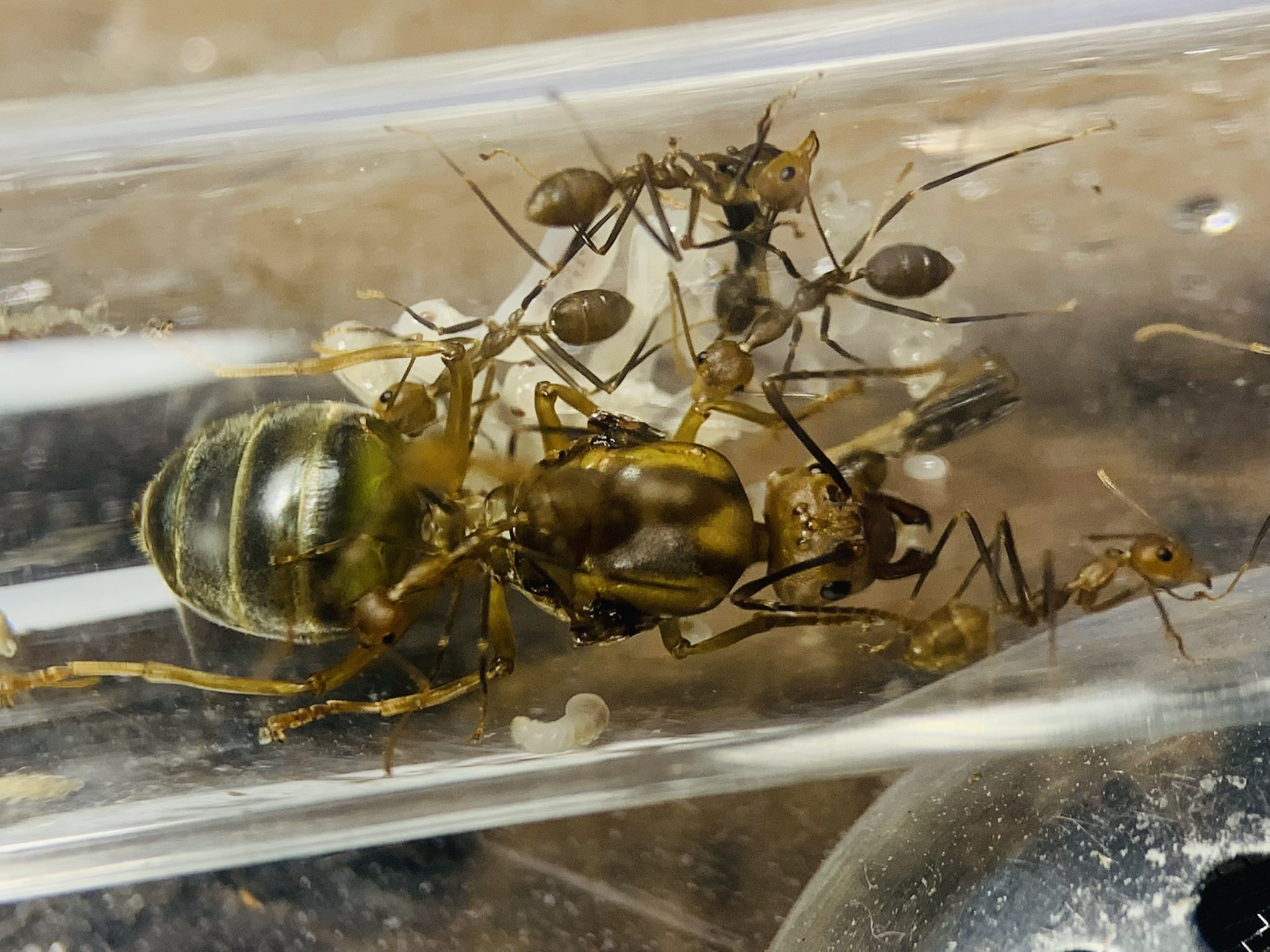 Ant Museum (@ant_museum1911) / X