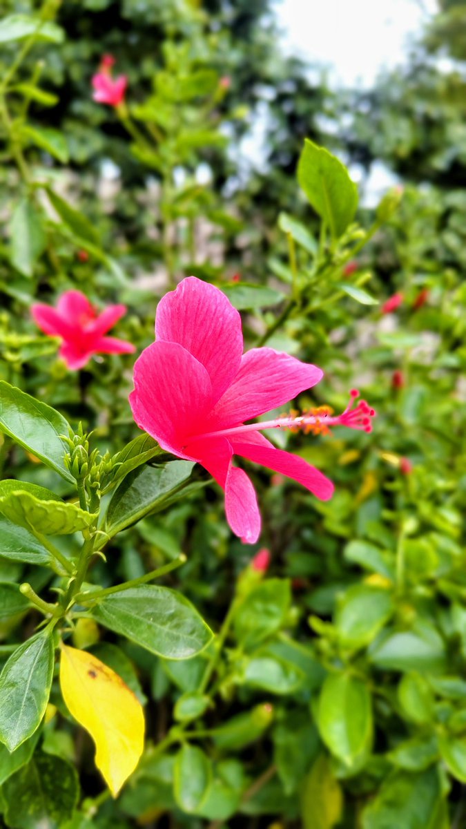 tomar_anjalii's tweet image. The art of existing beautifully.✿⁠ ⁠♡B