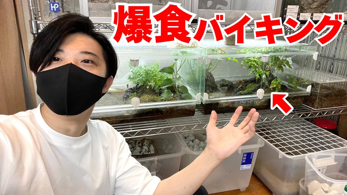 RAFちゃんねる / 有馬 (@aririn_leopa) on Twitter photo ▼YouTube更新
野生本能どこいったねん!慣れれば爆食してくれる有尾類!!
youtu.be/Vjcp2RlBQuI
フォロー&RPでRAFchステッカー当たります🎯
本日も宜しくお願いします🤲 ▼YouTube更新
野生本能どこいったねん!慣れれば爆食してくれる有尾類!!
youtu.be/Vjcp2RlBQuI
フォロー&RPでRAFchステッカー当たります🎯
本日も宜しくお願いします🤲