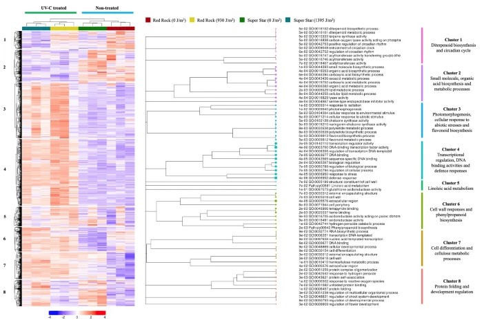 PlantCellRep's tweet image. NEW ONLINE: Deciphering UV-C-induced transcriptomic shifts in tomato: defence mechanisms, stress responses, and photoreceptor regulation link.springer.com/article/10.100…
