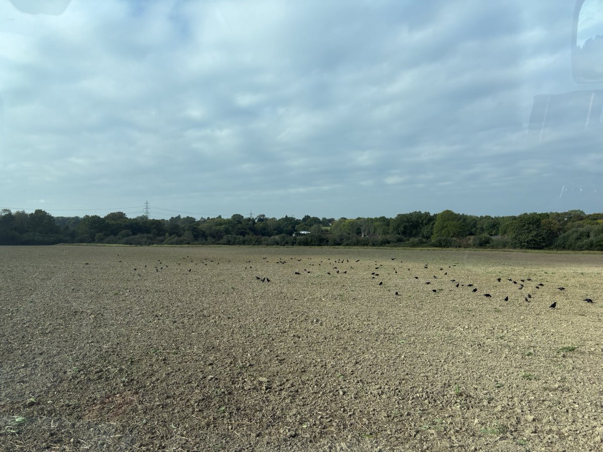The pre emergence control has been established. Hopefully they won’t persist post emergence or there’ll have to be some cultural control of the cultural control… #MoreOrganicThanOrganic #RegenerativeAgriculture #Farming