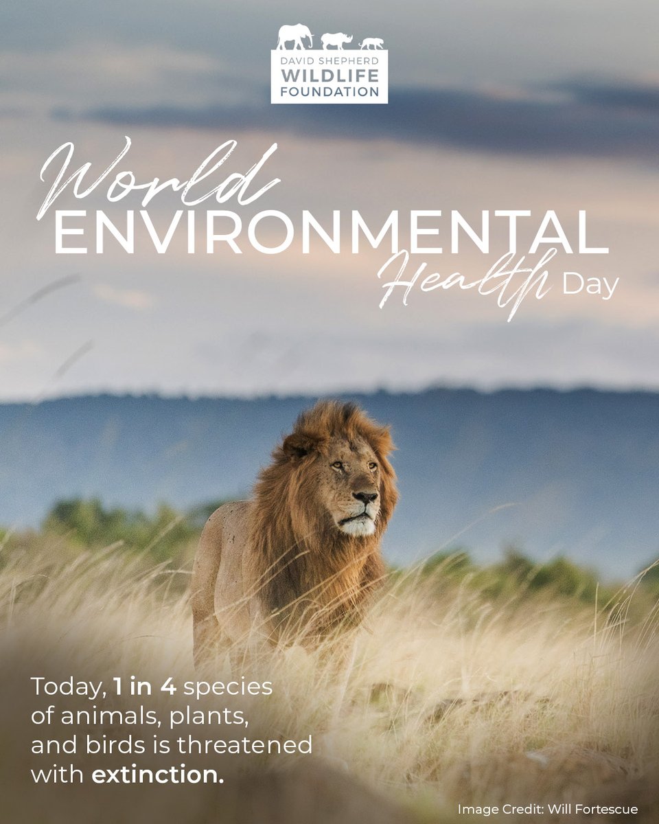 🌍 World Environmental Health Day

🦏With 40% of the world’s wildlife lost in the past 50 years, the time to act is now. Act for wildlife, act for the planet. Protecting species protects ecosystems. 

Every contribution counts🔗davidshepherd.org