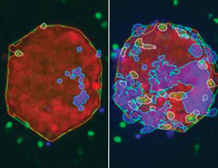New findings in @SciSignal reveal how a co-receptor named TIM3 on T cells functions differently depending on its cellular context—a discovery that could aid in the development of drugs that target this co-receptor. scim.ag/482IW6a