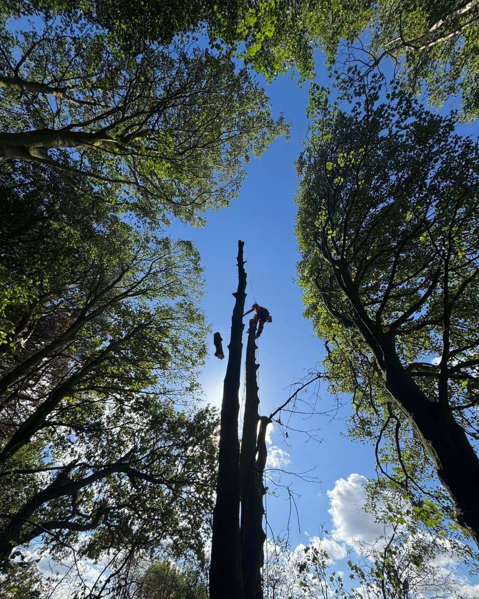 BossBeechwood's tweet image. Up in the tree with Ben, and on the ground with Corey and Jay 🌳 Together, they’ve transformed this tree into a monolith.
Monoliths not only reduce the risks of unstable trees but also give back to nature🦉🪲🌱
#BeechwoodTeam #TreeCare #WildlifeHabitat #LandscapingLife