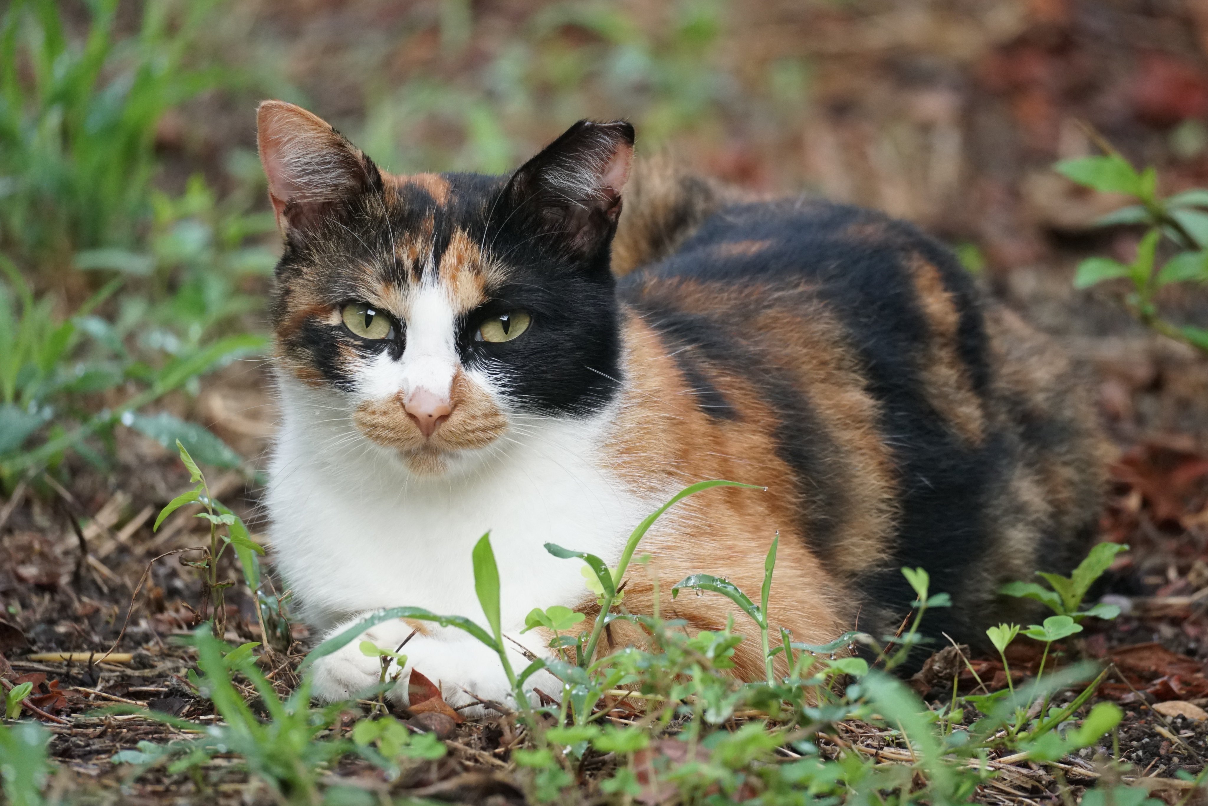 四季オリジナル　三毛猫　眠り猫　レトロ Woobia ウービア 【右向きお座り三毛猫（大）】 (幅25cm×奥行