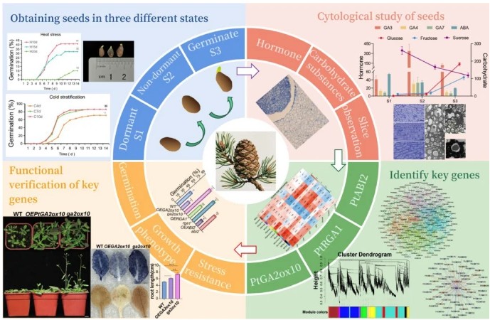 PlantCellRep's tweet image. NEW ONLINE: Pulled GA signal orchestration proteome reconfiguration and redundancy cycling via PtGA2ox10-mediated metabolic gatekeeping in Chinese pine seeds link.springer.com/article/10.100…