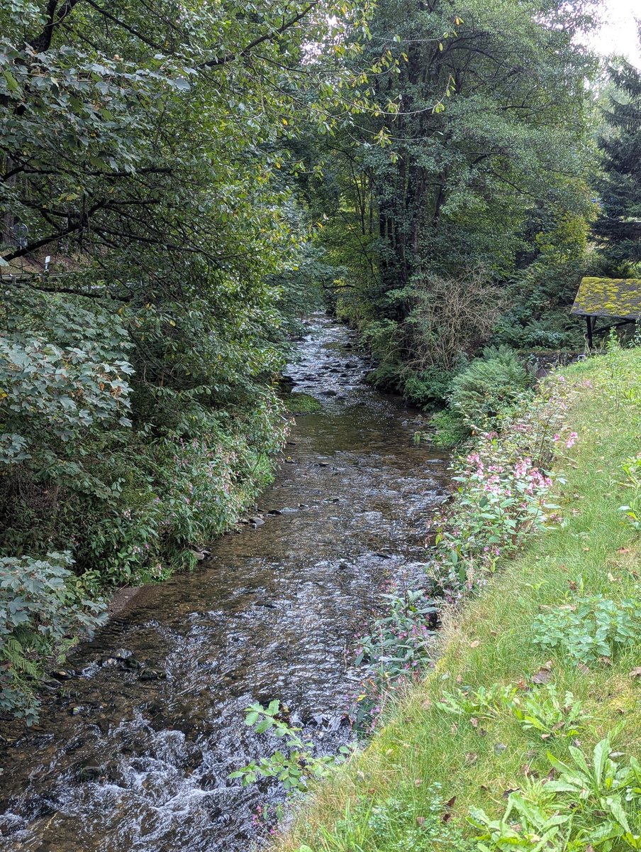 Little hike through the forest today.