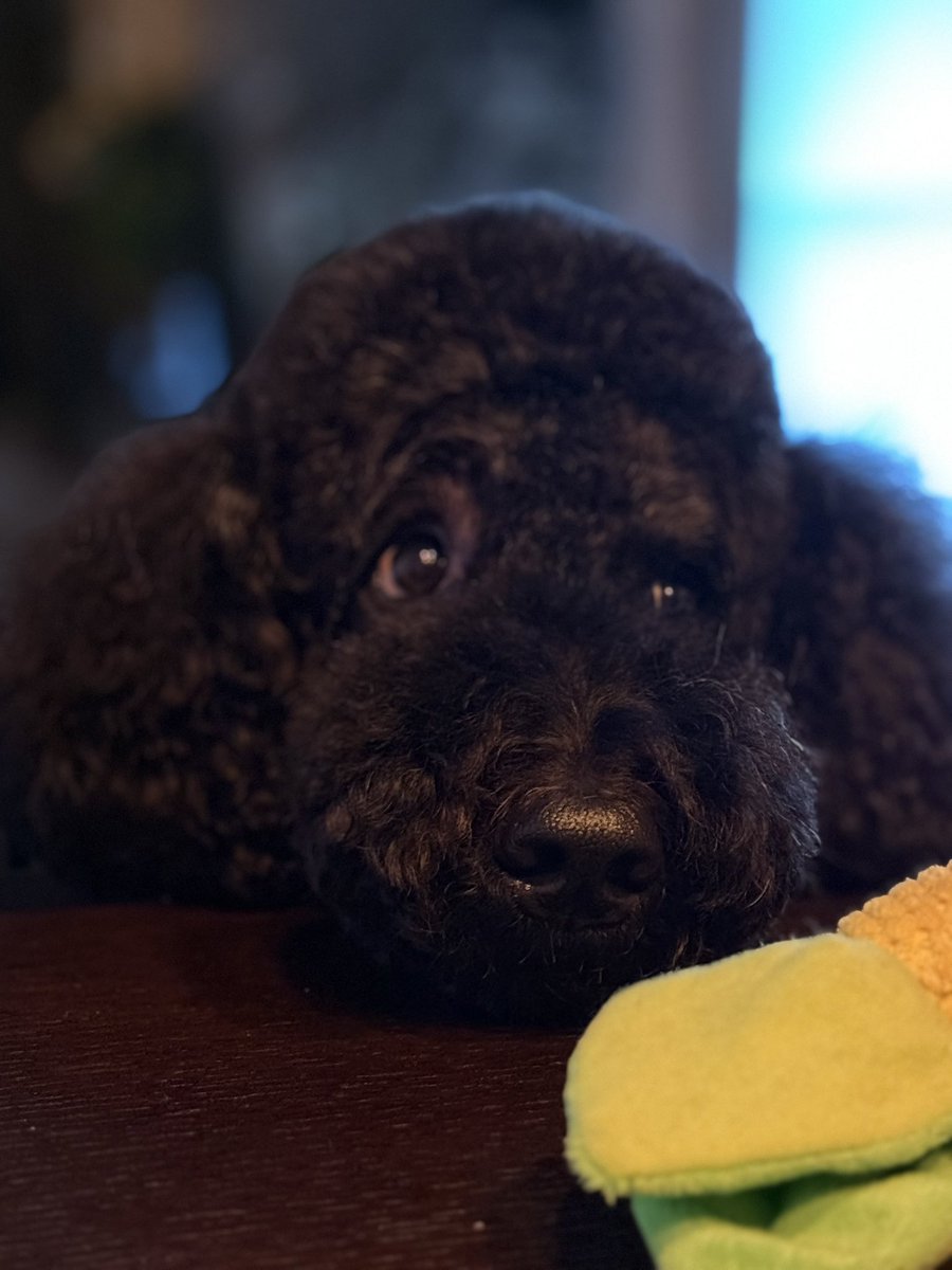 私が難しい顔をしていると
前に来てじっと見つめる33キロのパートナー🥰