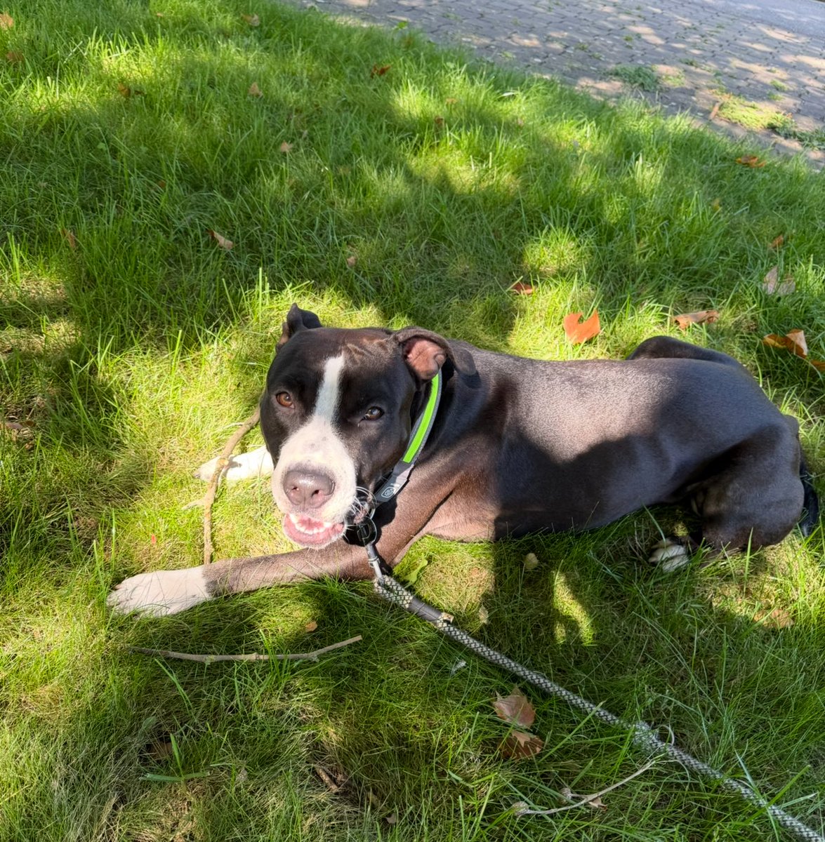 Zaneta Buculei tweet media