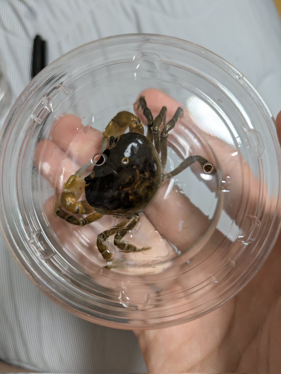 カニ　根付　天然素材 ichigo-ichigo カニ祭りコラボ！ ゴールデンキングクラブ カニ