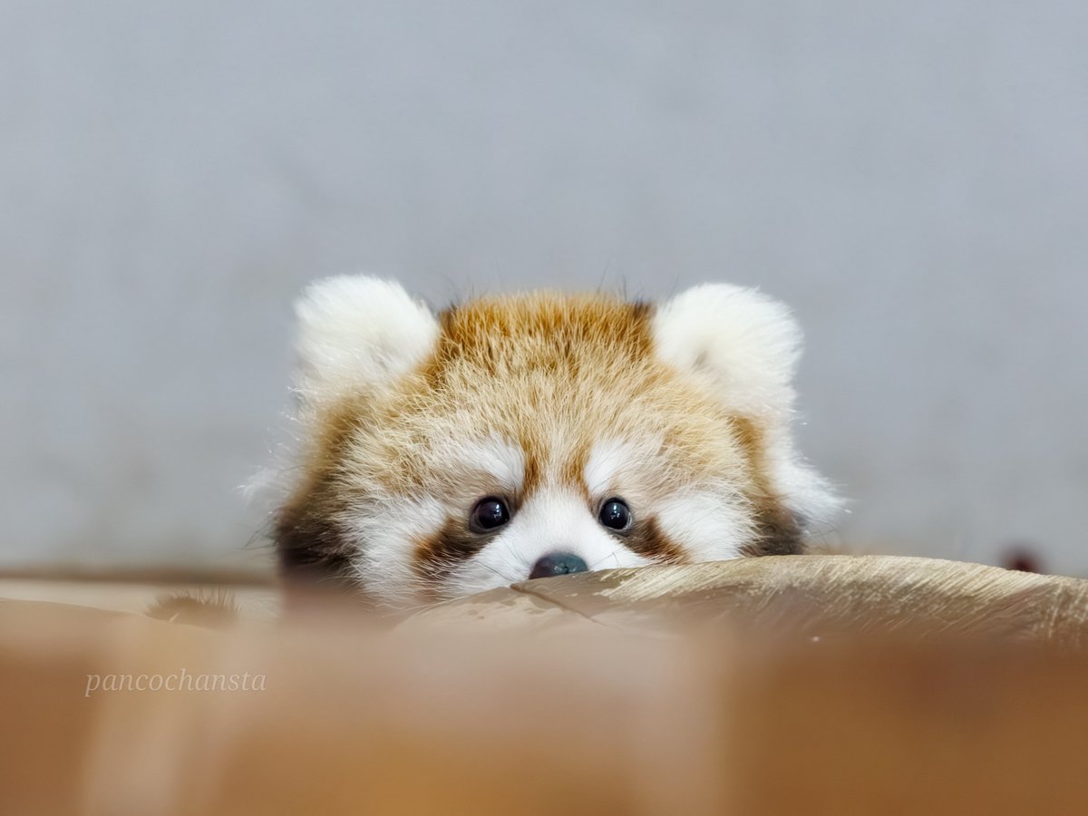 【レッサーパンダ】【2点まとめ】 hq720.jpg?sqp=-