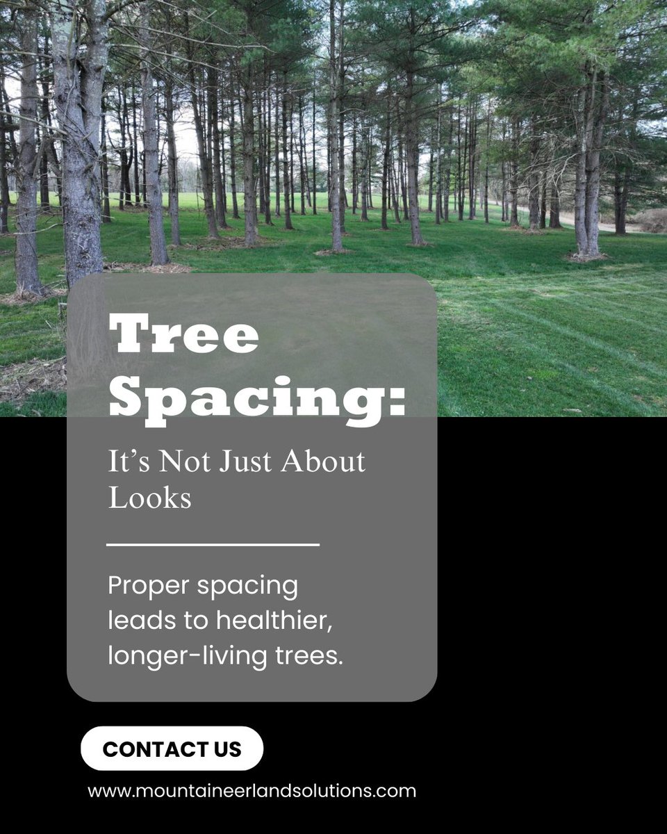 mountaineerland's tweet image. Tree spacing isn’t just about how your woods look.

It’s about giving each tree enough room to thrive.

Proper spacing means healthier growth, stronger roots, and longer life.

Contact us today at mountaineerlandsolutions.com

#forestmanagement #treesolutions #landcare