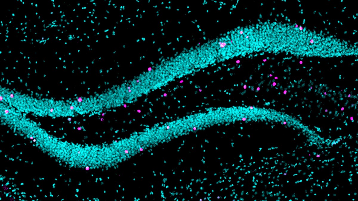 Cornell University tweet media