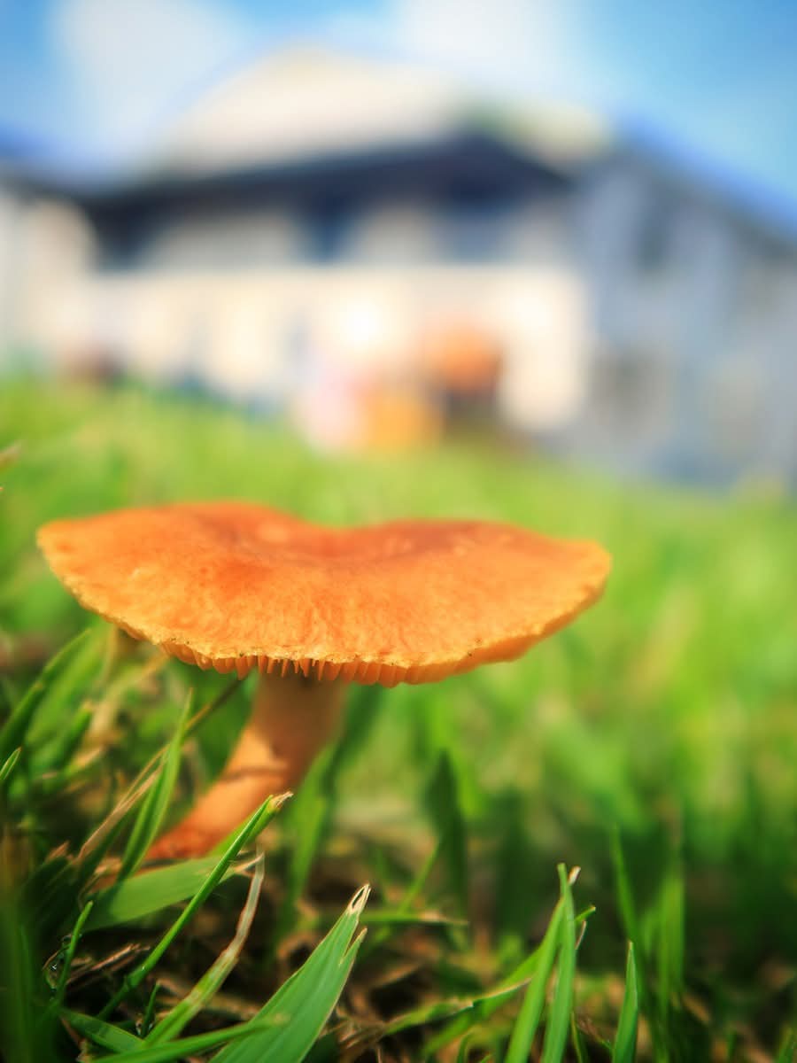 otsunoro's tweet photo. あまりの湿気に、会社の芝生にキノコ発見www

#足元写真 #足元写真家
#g7xmark3 https://t.co/qwjeTqkFBA