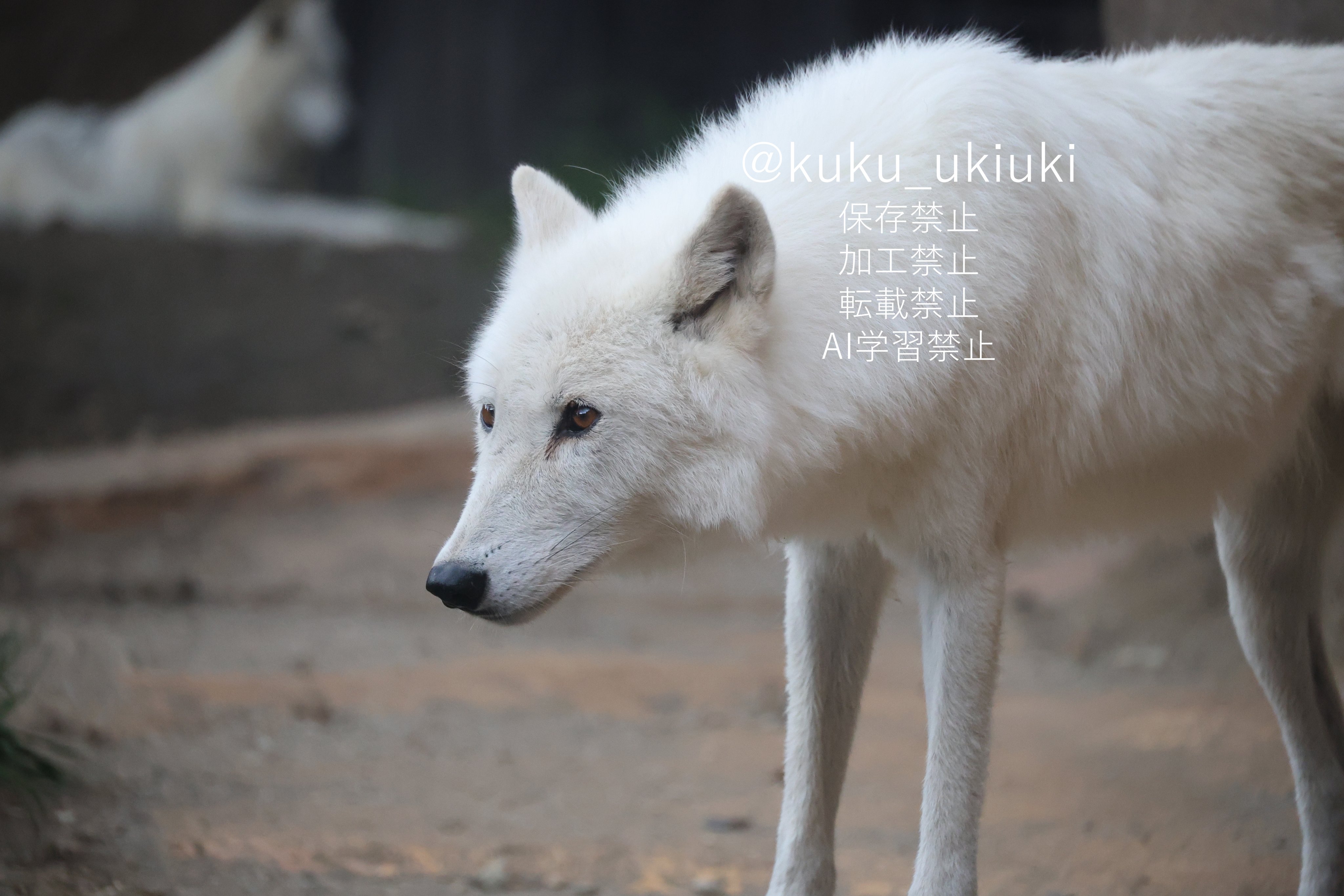 ホッキョクオオカミ＆ホッキョクグマラブ ホッキョクオオカミ』と『仔』は、雪に覆われた大自然を探検中