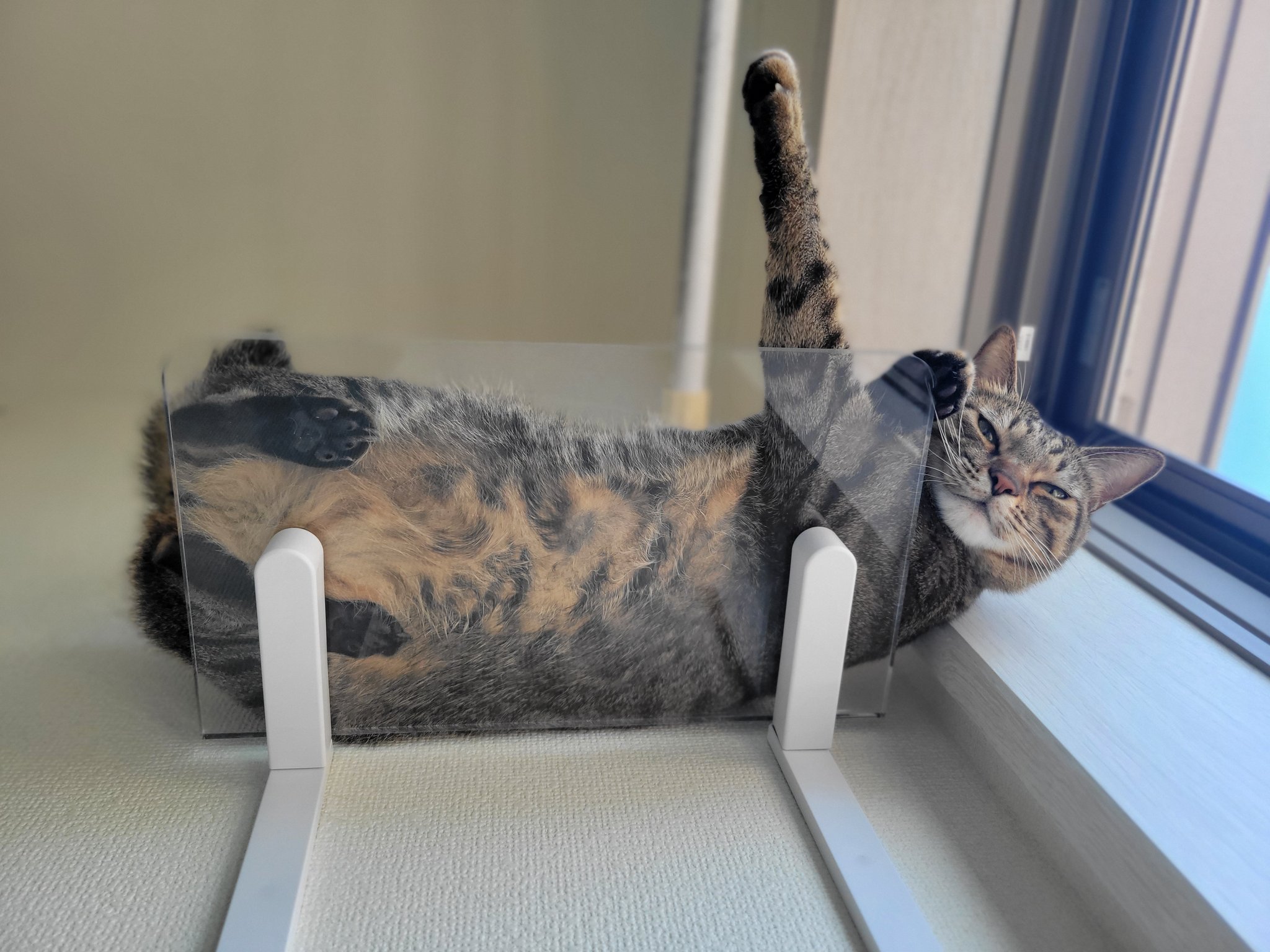 さなぴー様♡専用ページです♡8月10日♡ しぴこめᓚᘏᗢ on X: 