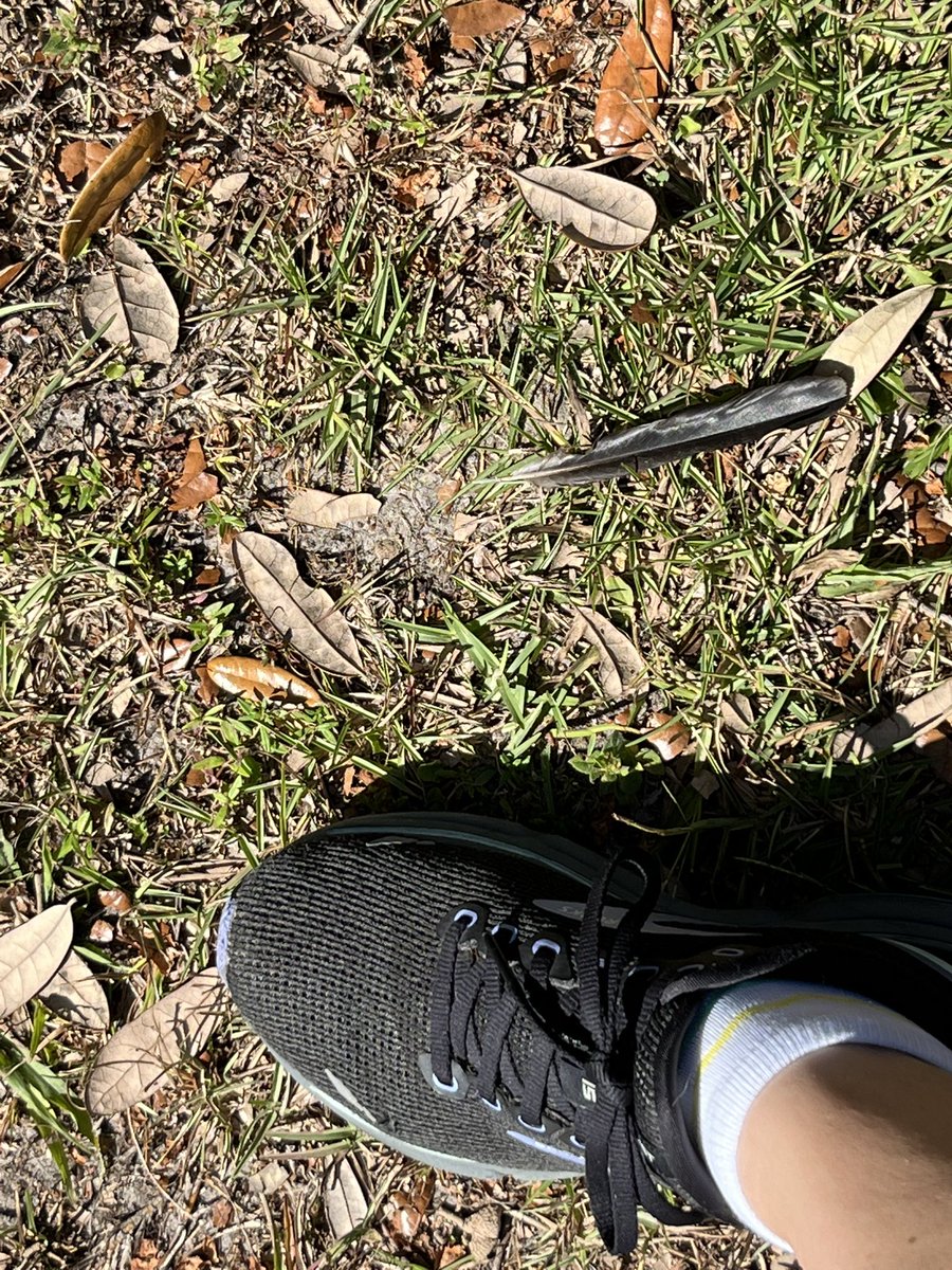 satfire44's tweet image. Always love finding the random feathers 😈😈😈