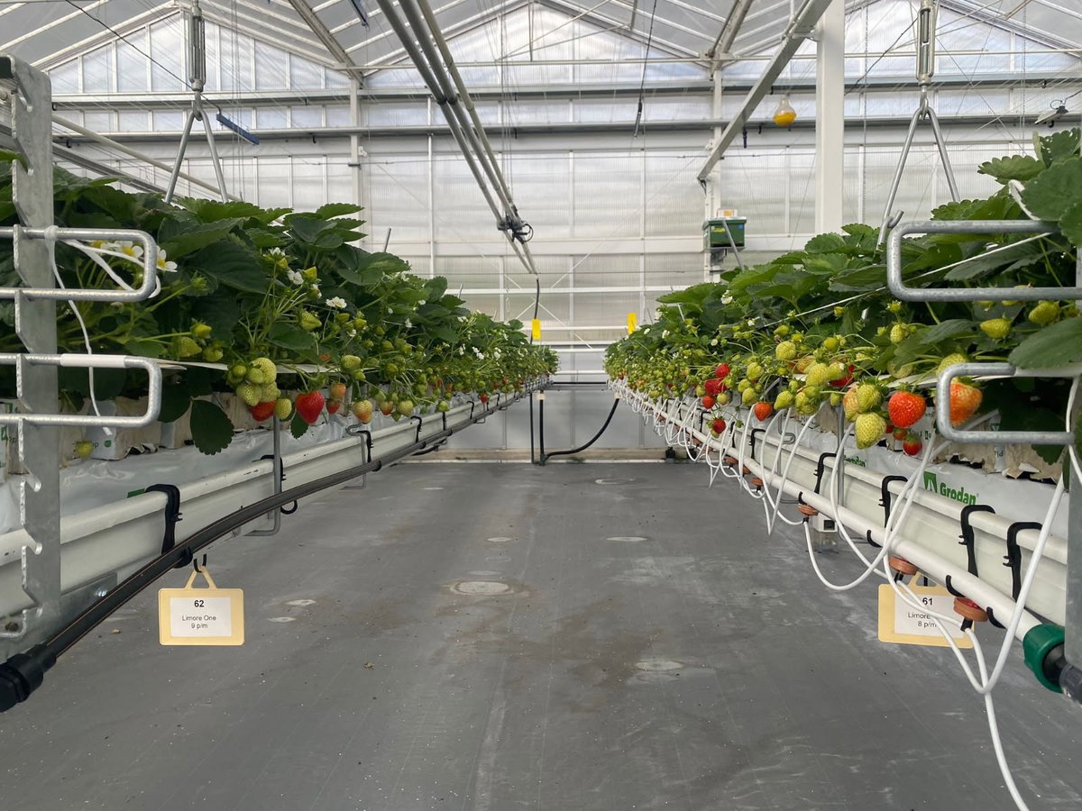CfppaLeParaclet's tweet image. Journée 2 du voyage d&apos;études aux Pays-Bas des BTS #ACD. 🇳🇱
L’après-midi : visite de l’entreprise Trayplant spécialisée dans la multiplication de plants de #fraises et de #framboises à partir de boutures. 
Circuit d&apos;irrigation avec recyclage, serres équipées de panneaux solaires…
