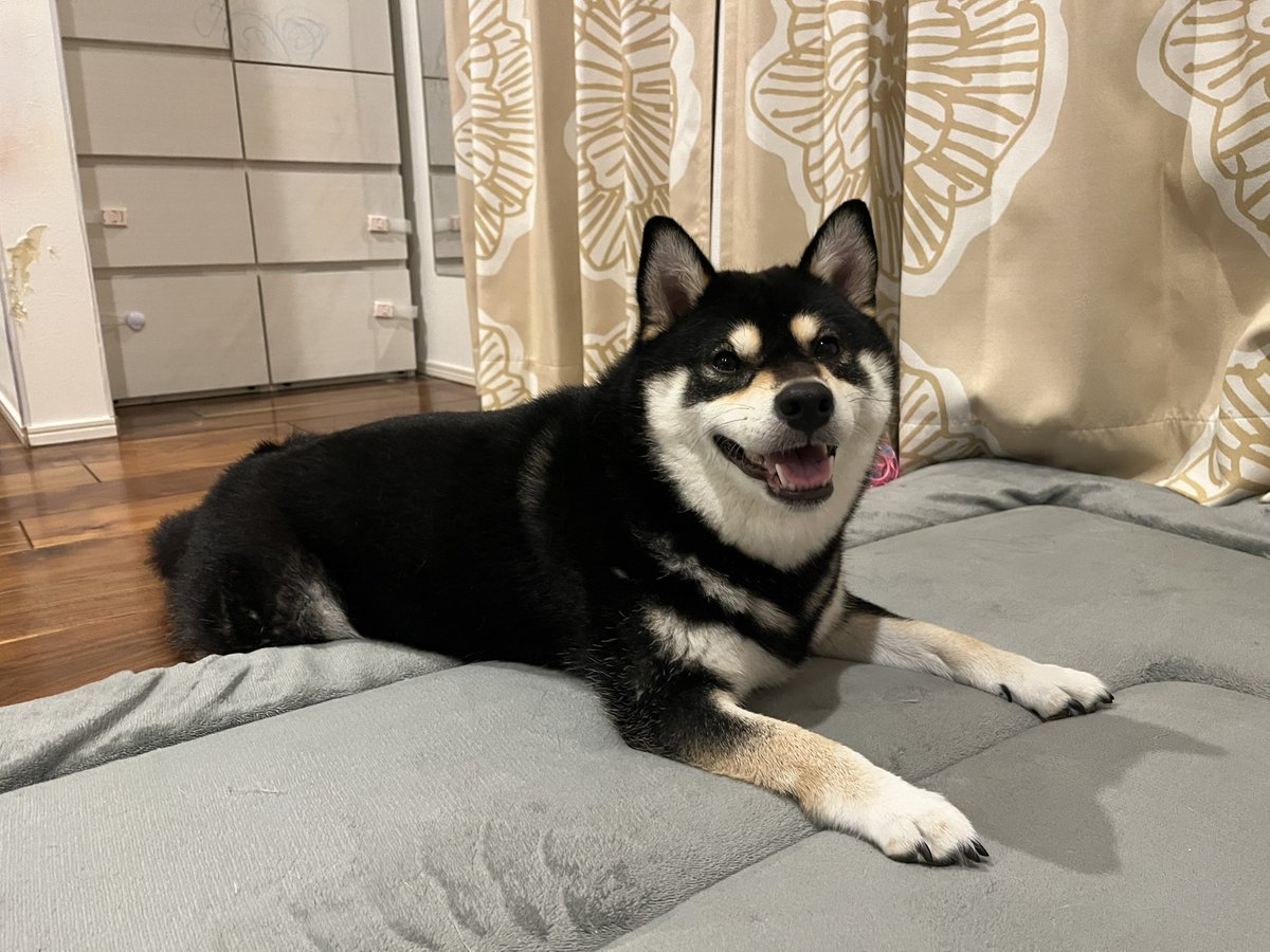 更新が滞っておりますが犬は元気ですU^ェ^U