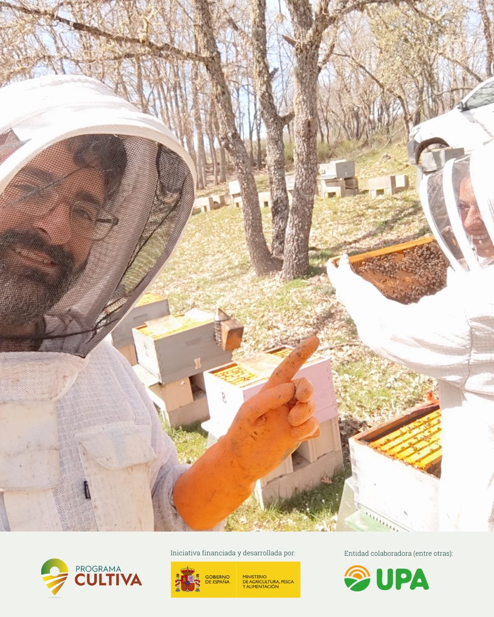 RAICES_info's tweet image. 🧑‍🌾👩‍🌾 El #ProgramaCULTIVA es uno de esos proyectos que encandilan porque de verdad funcionan

Gracias a él, jóvenes agricultores y ganaderos de toda España aprenden, mientras viven una experiencia inolvidable con otros compañeros de profesión 💚
es.raices.info/programa-culti…