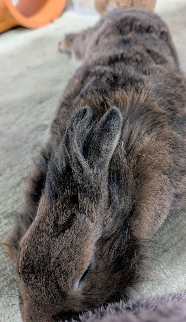 mlkchcusa's tweet image. ながーーーい🐰

#うさぎ #うさぎのいる暮らし