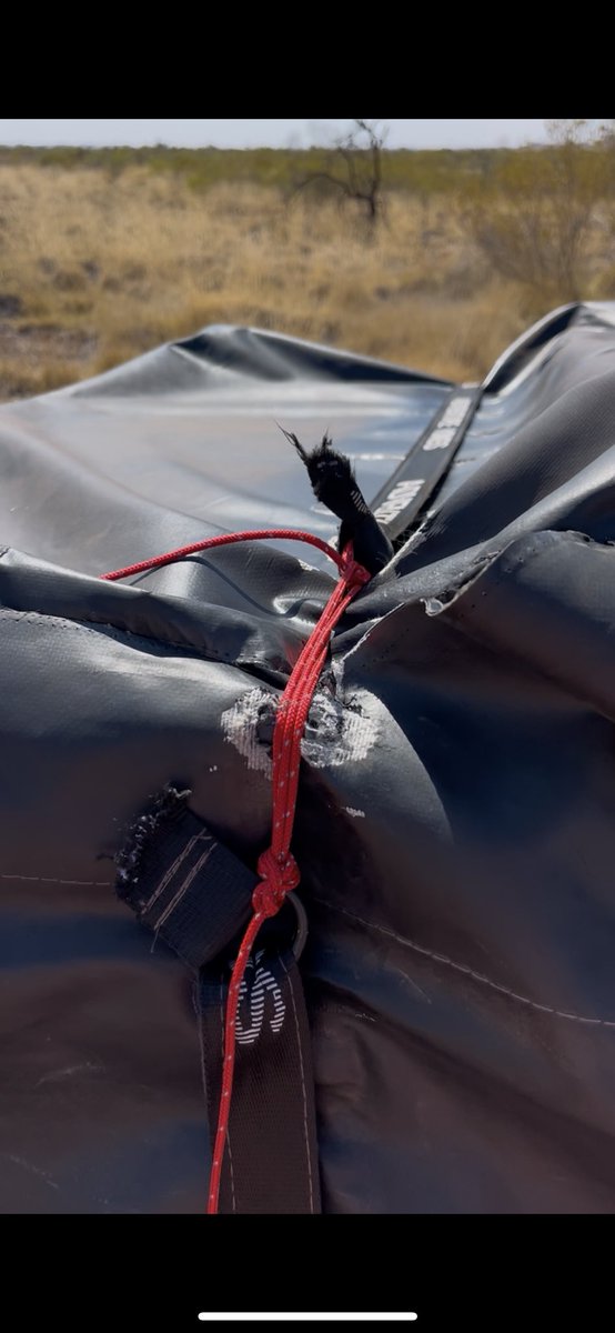 little miss mafia tweet media