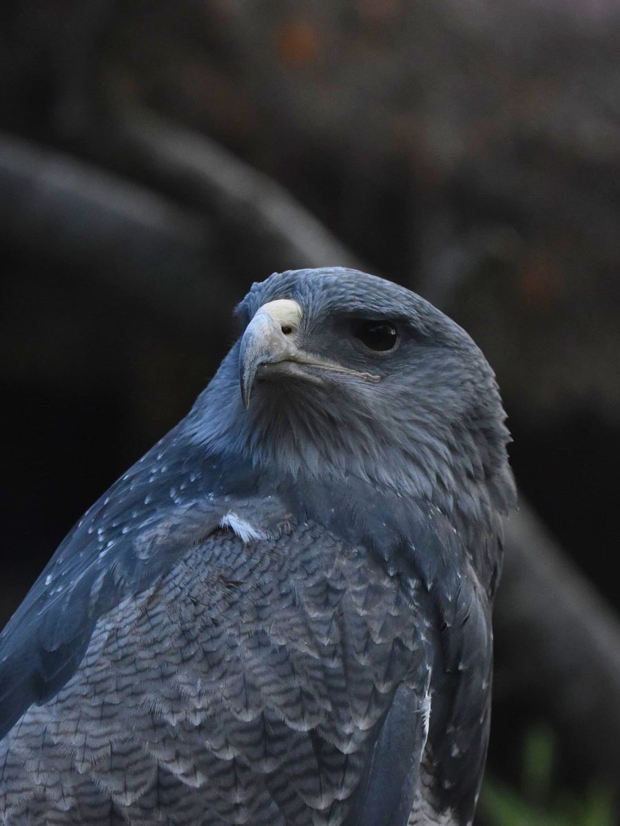 Fundación Temaikèn tweet media