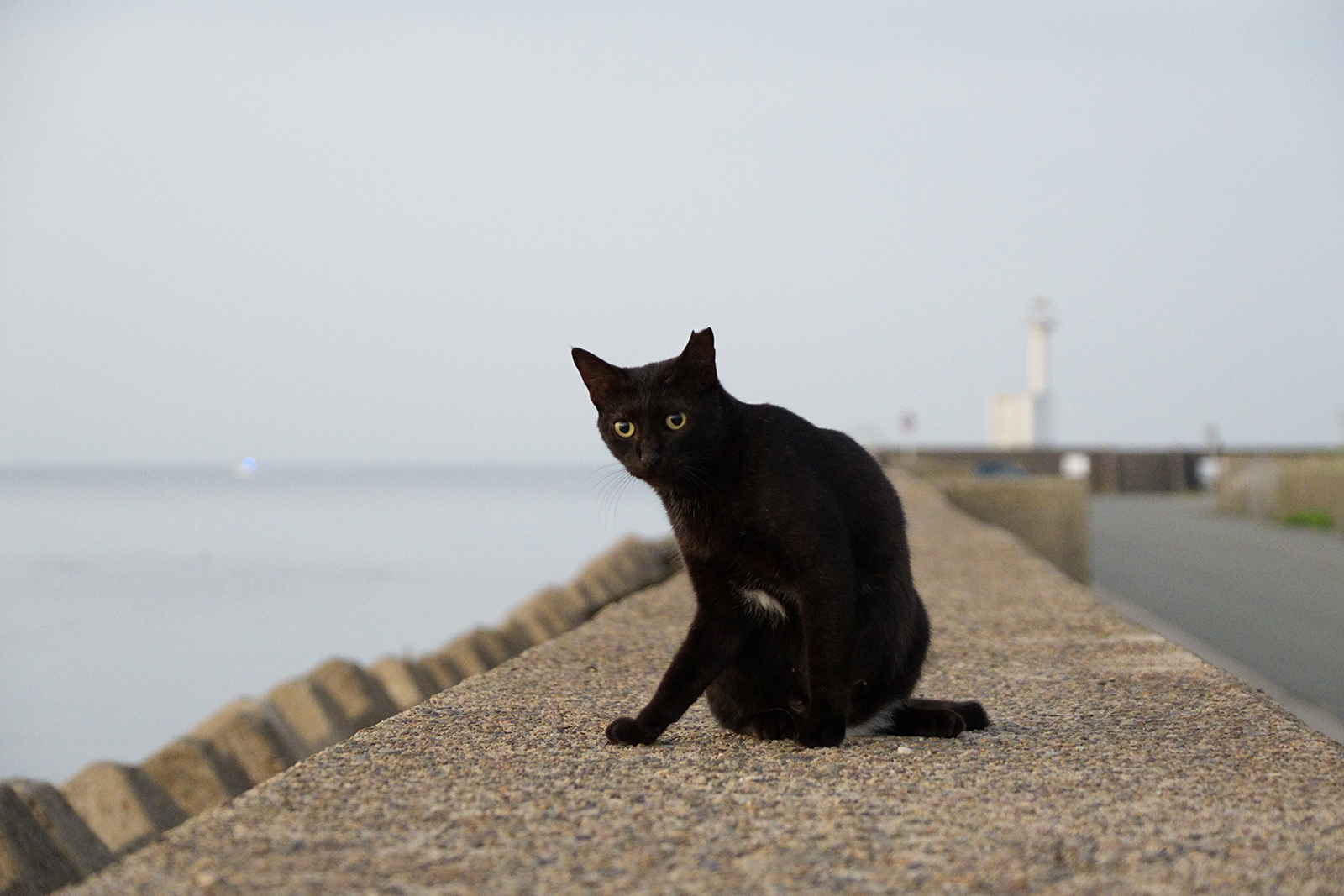 CaTuber猫たかDチャンネル on X: 