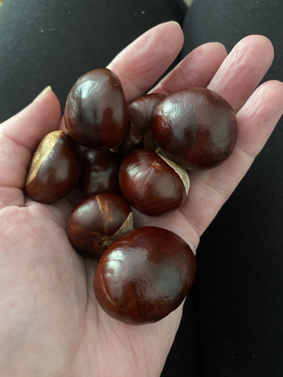 cfs_jo's tweet image. Been out to the local Country Park for an hour. Met up with my bro and sister in law and Enzo dog. I drove there 🎉 Lovely to be out in nature and to bring a bit home with me. #Conkers