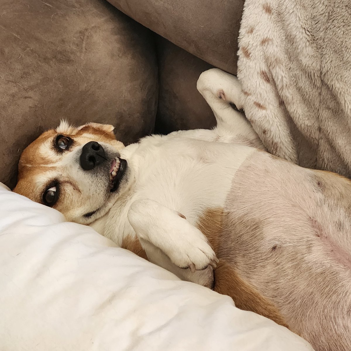 Wrapping up #AnimalPainAwarenessMonth with a #StemCell success story 🐾 Nellie-Jane’s journey shows how #VetStem Cell Therapy helps pets find relief and enjoy a better quality of life. #stemcelltherapy #regenerativemedicine #stemcellsforpain #paininpets 
blog.vetstem.com/vetstem-cell-t…