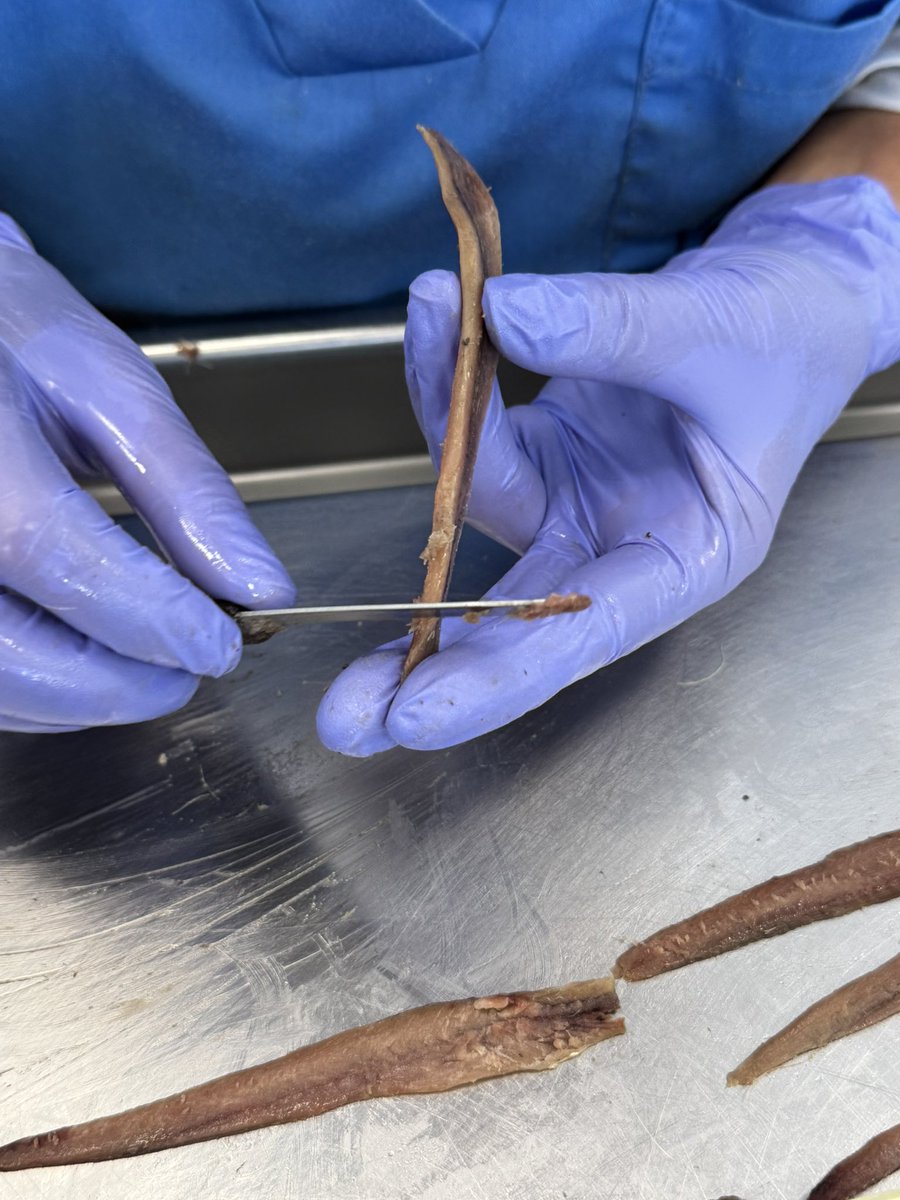 ConservasDMingo's tweet image. Trabando para ti!!
😋😋😋😋😋😋 #Anchoas