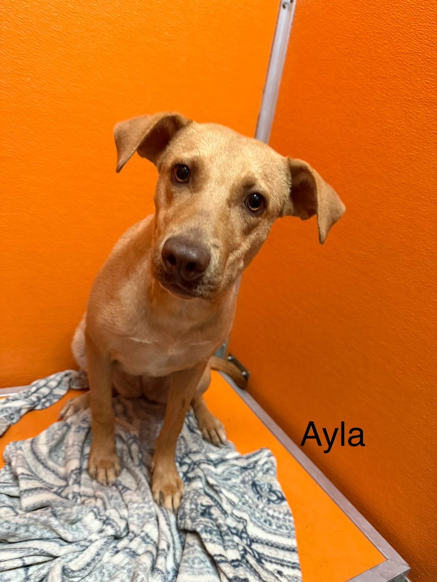 It’s $5 Friday!
This week we saved Ayla &amp; Calla!
Two pups under a year old facing euthanasia for space &amp; for being scared.
Both are shut down &amp; need vet care &amp; decompression. Calla needs skin treatment.
If you’d like to help, we truly appreciate it! ♥️ rescuecoop.org/donate