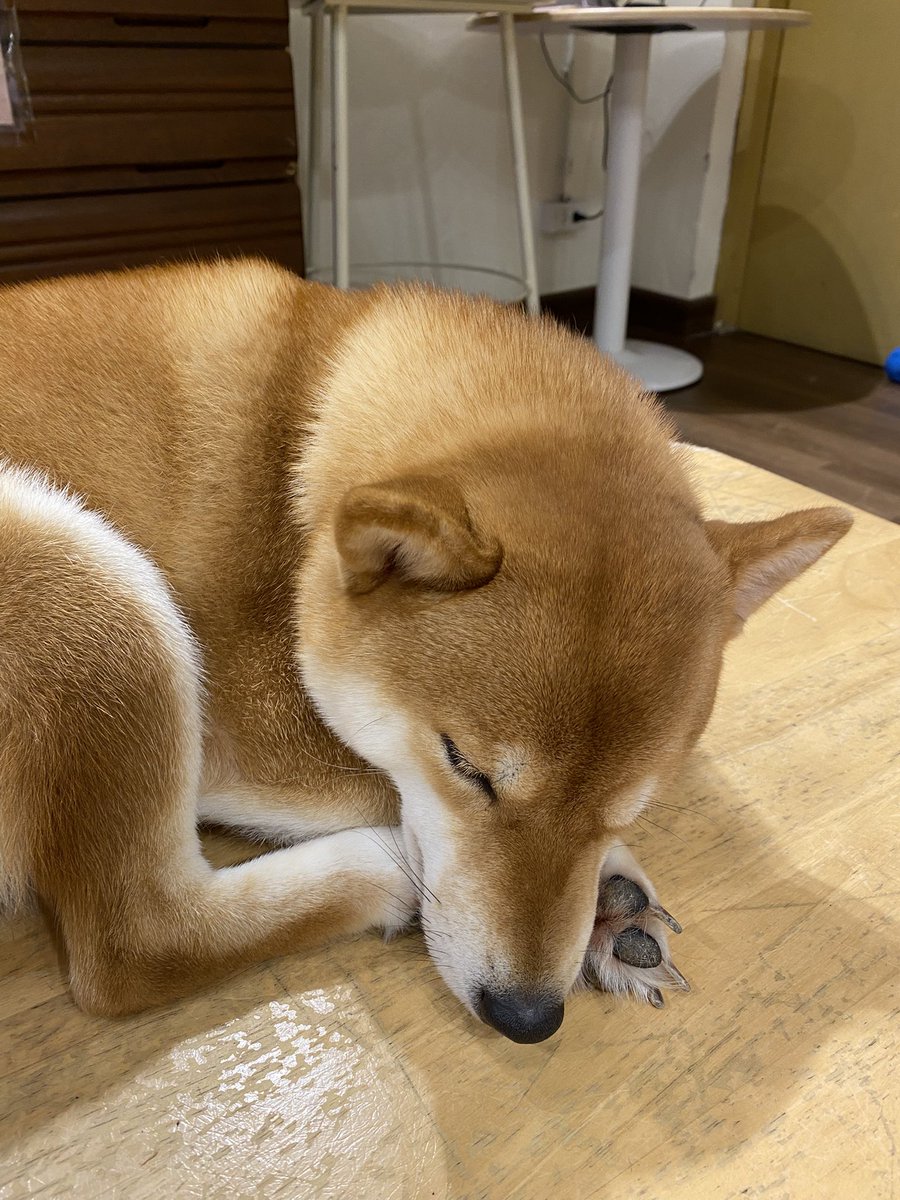 mybxxbabe's tweet image. เจ้าของร้านหลับ ไม่ยอมตื่นมาต้อนรับลูกค้าเลย55555 ร้านน่ารัก รูปน้องไทยดีทุกรูปเลย ชอบมากค่ะ💖🫶🏻

#THAIchayanon 
#21stShiningTHAIstory